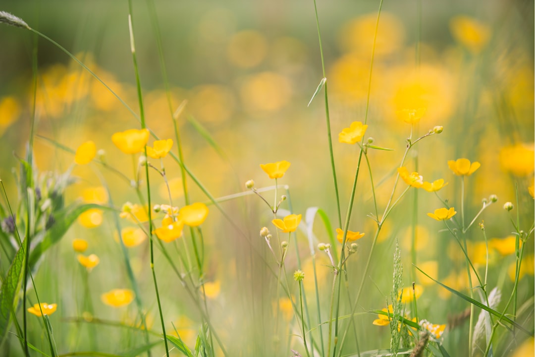 yellow flowerfield