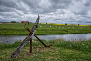 A rustic wooden and metal structure stands on a grassy bank beside a small river. In the distance, a red-roofed house is surrounded by vast green fields where several sheep graze. A strip of bright yellow flowers adds contrast under a cloudy sky.