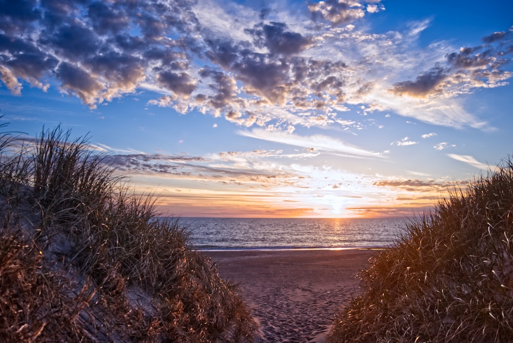 seashore near grass