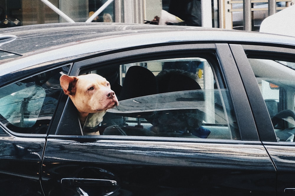 brown molosser in black sedan