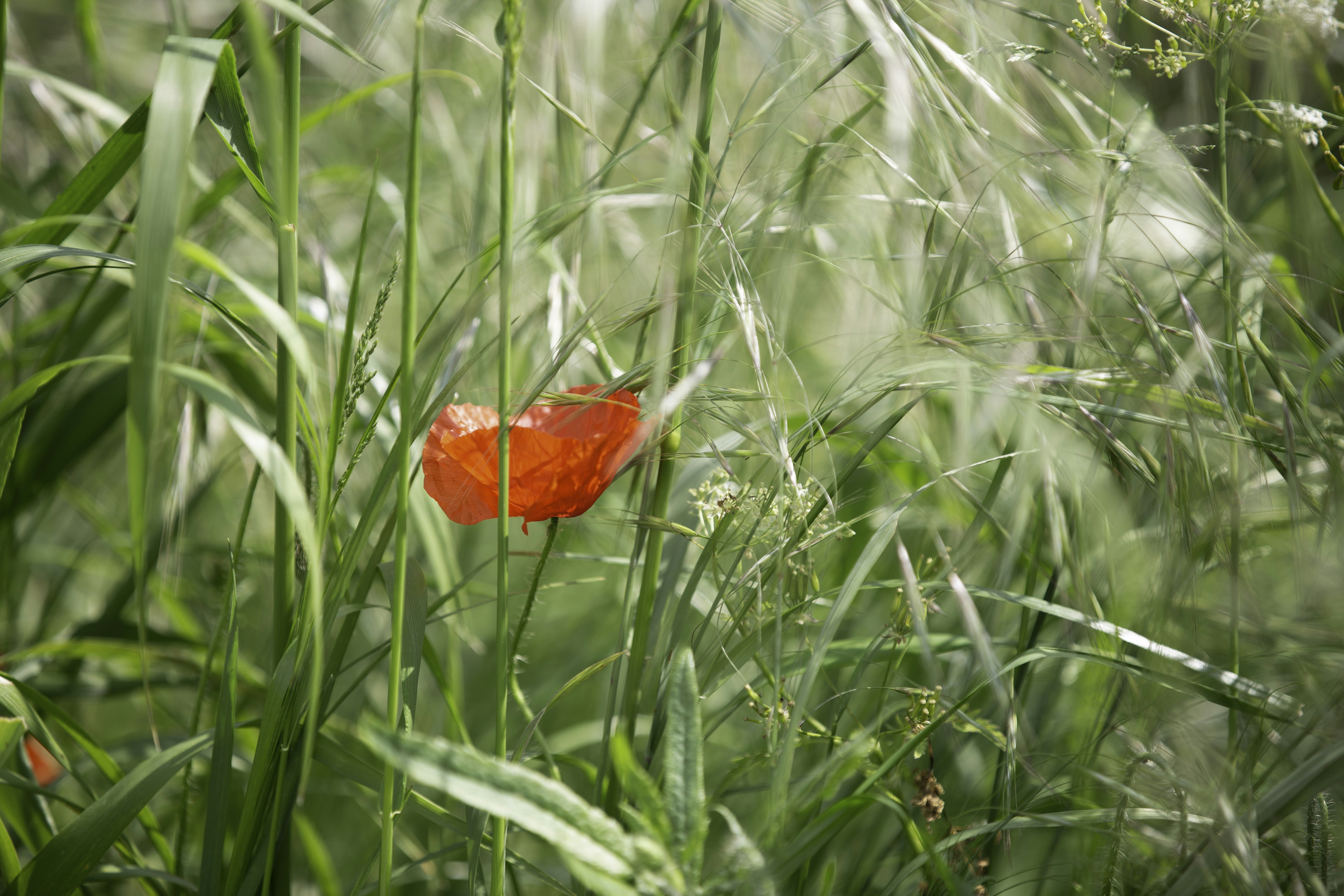 red poppy flower