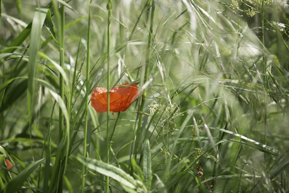 red poppy flower