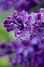 selective focus photography of purple flowers