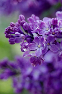 Close-up of a lilac-themed invitation featuring watercolor floral details.
