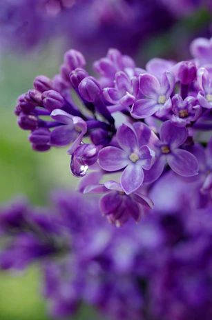 Close-up of a lilac-themed invitation featuring watercolor floral details.