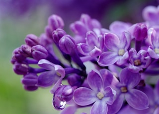 selective focus photography of purple flowers