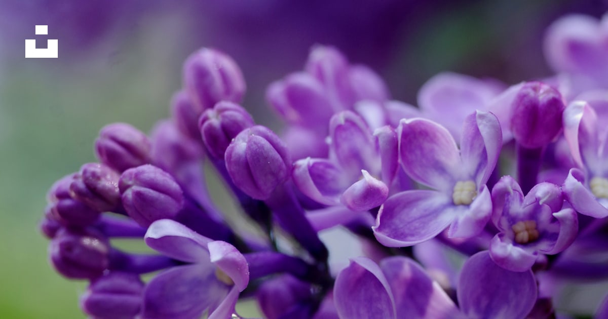 Selective focus photography of purple flowers photo – Free Flower Image ...