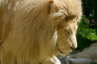 A majestic lion with a thick, golden mane is captured in profile. The lion's eyes are gently closed, contrasting with the vivid green foliage in the background.