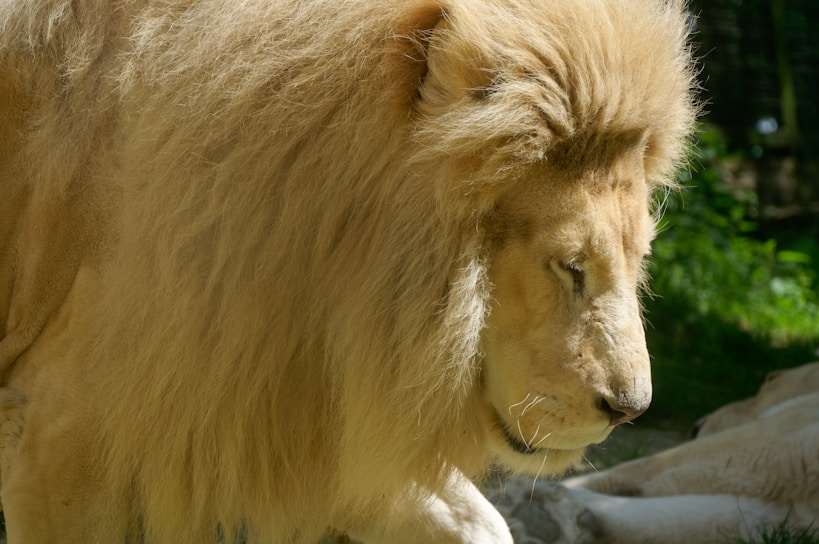 A majestic lion with a thick, golden mane is captured in profile. The lion's eyes are gently closed, contrasting with the vivid green foliage in the background.
