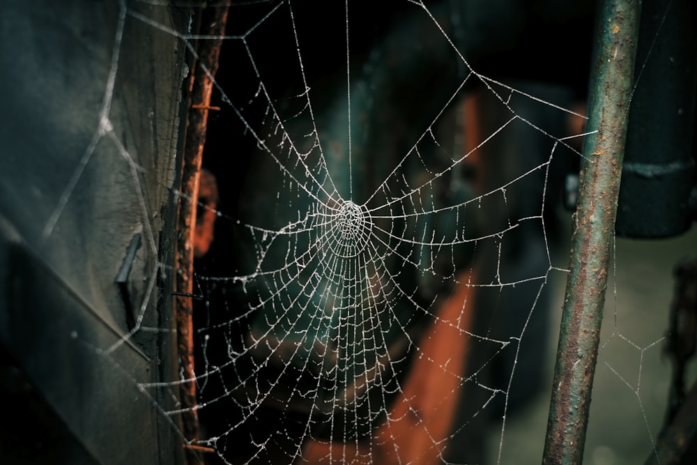spider web on grey metal bars