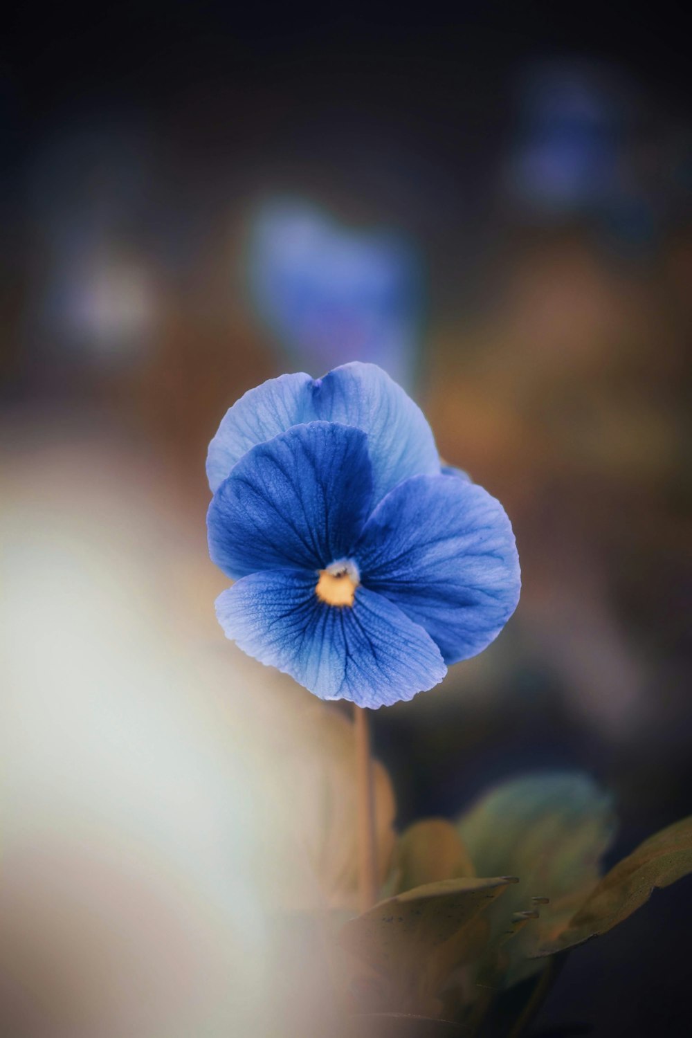 selective focus photo of purple-petaled flower