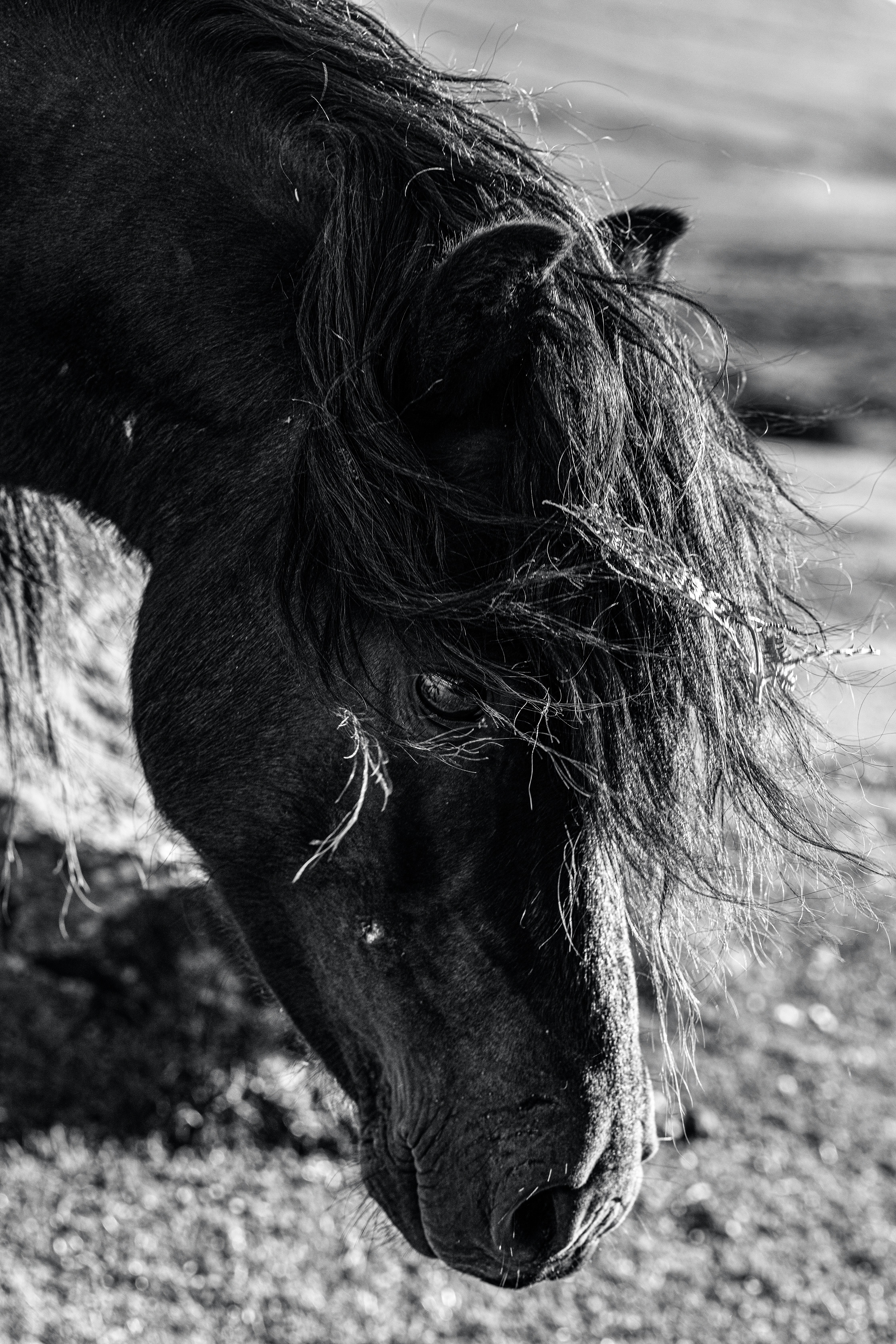 grayscale photo of horse