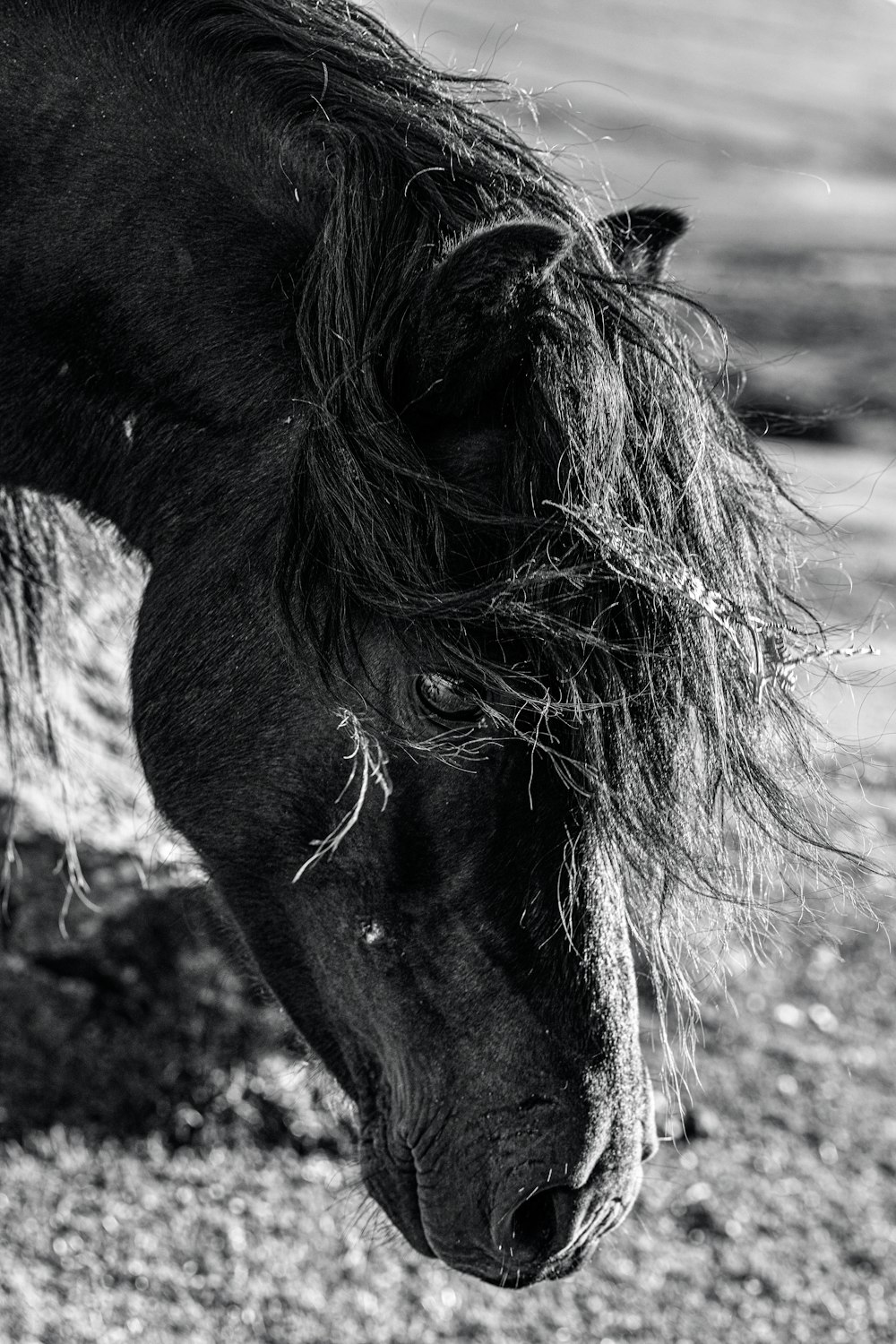 grayscale photo of horse