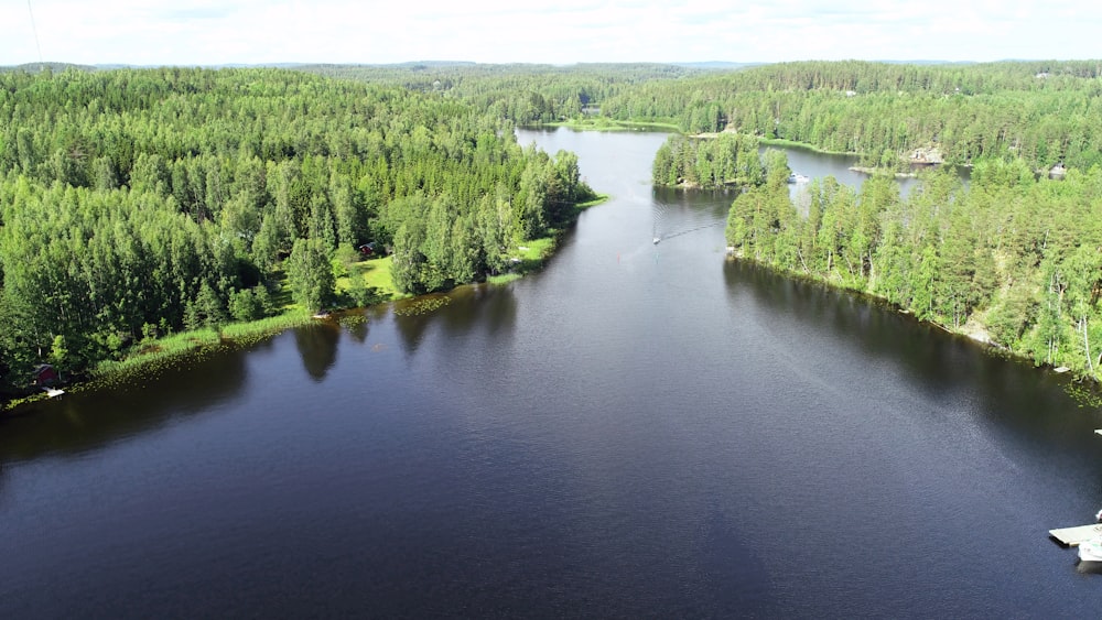 green trees near body of water