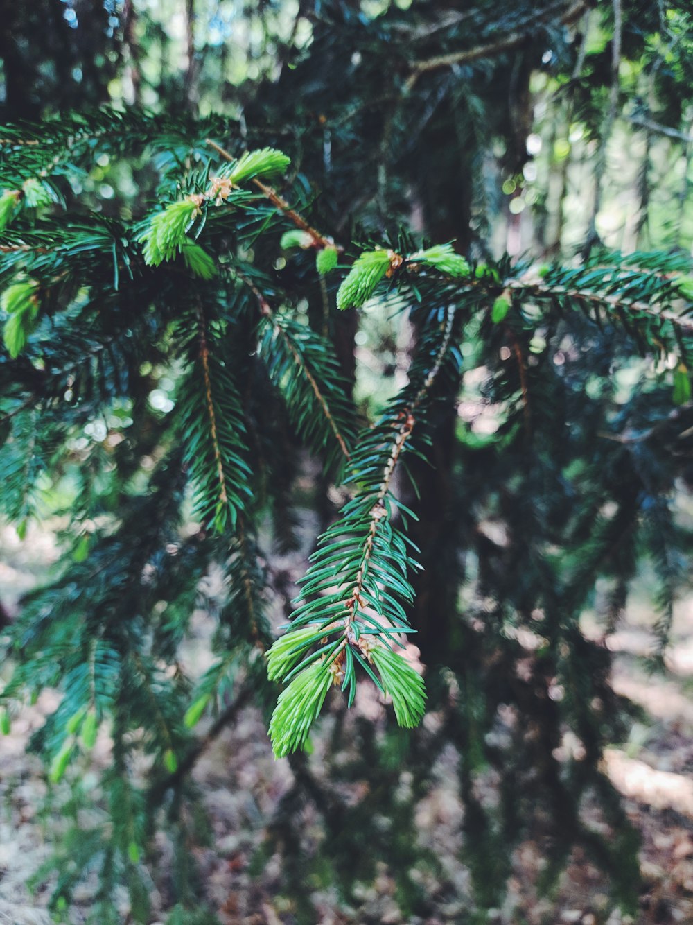 green pine tree close-up photography