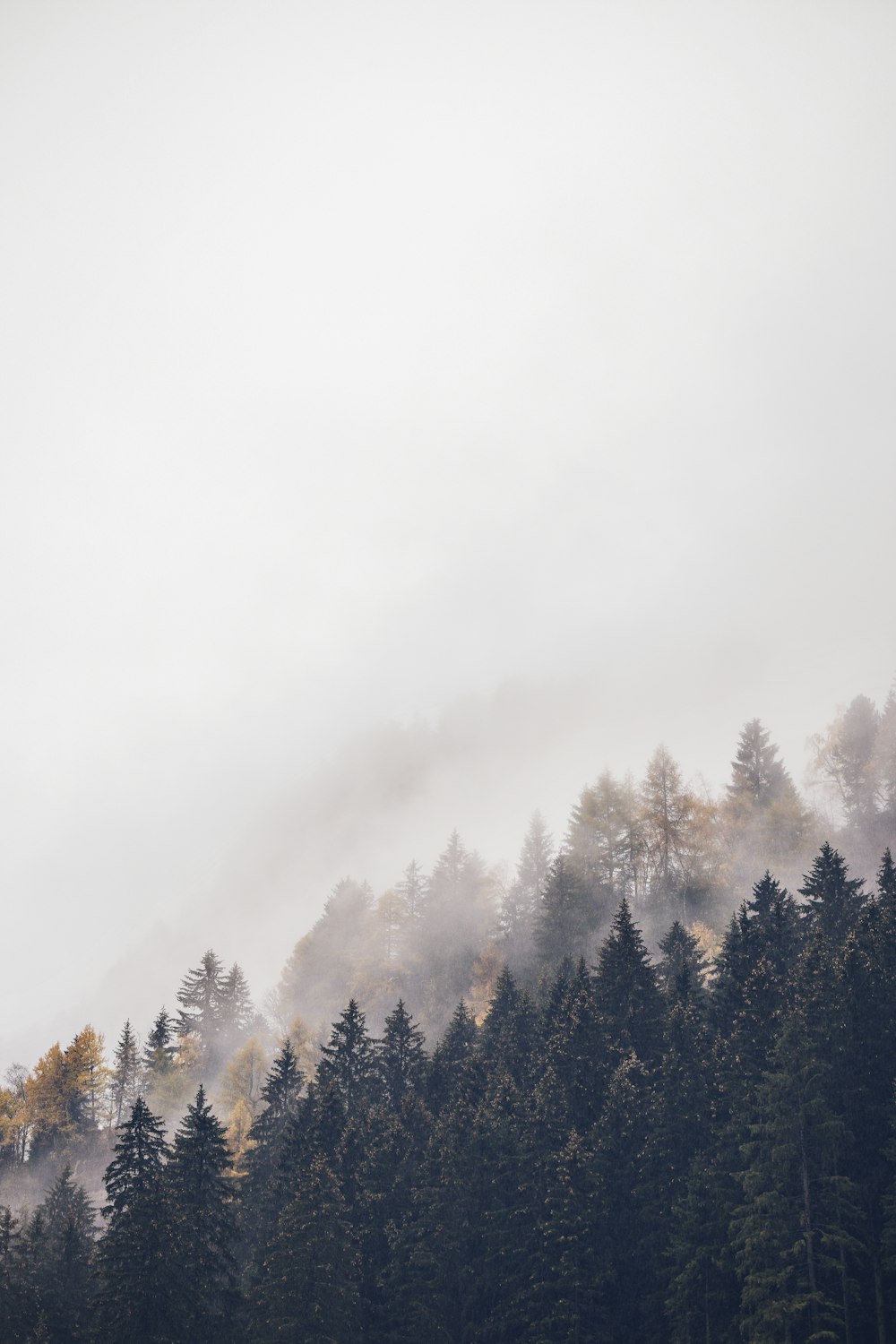 霧に覆われた背の高い木々が生い茂る山