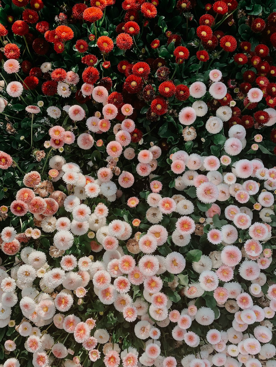 multicolored flowers in bloom