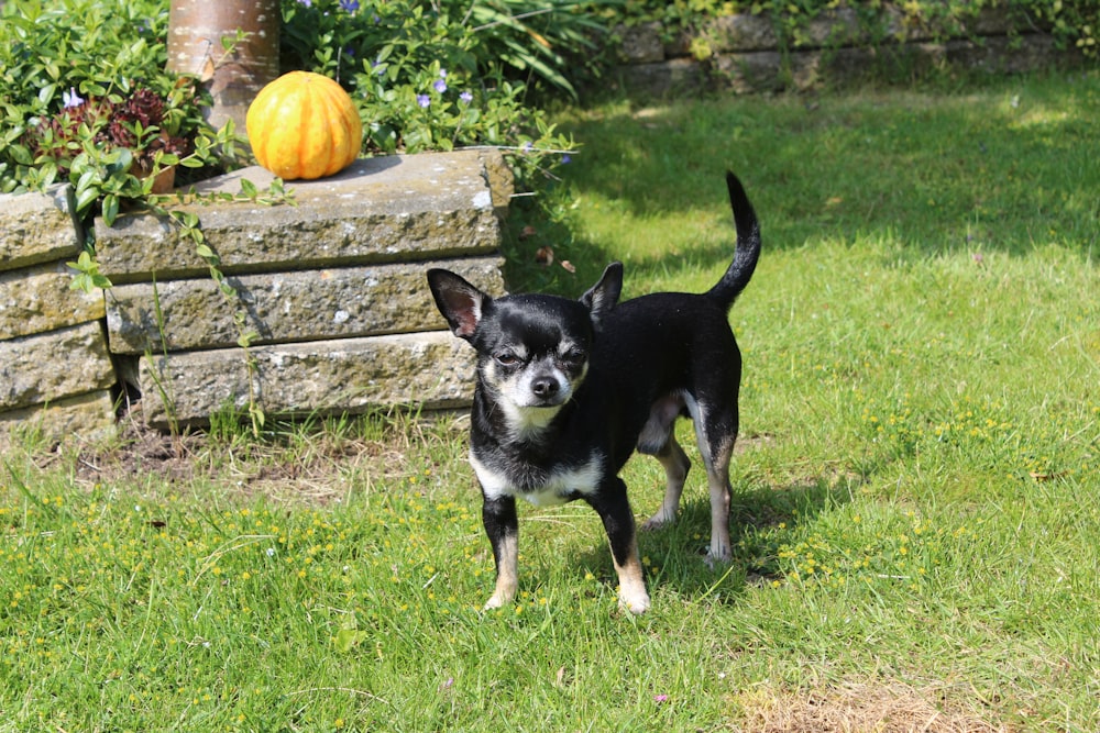 black and white short coat small dog in lawn