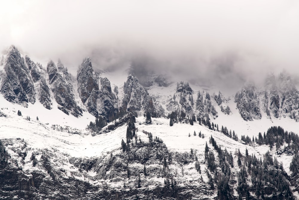 aerial photo of forest covered with snow