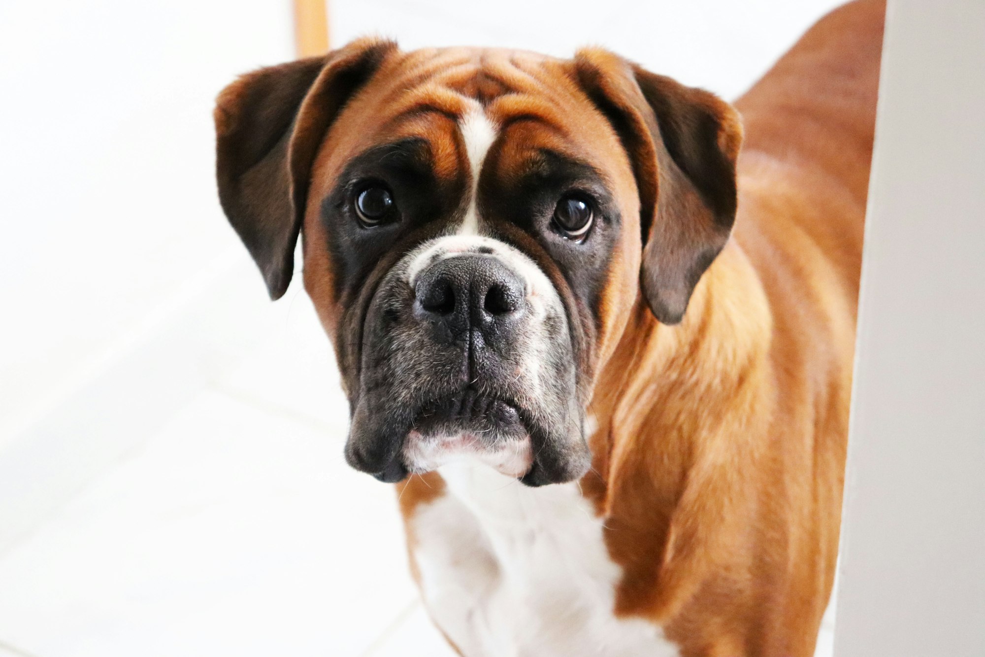 short-coated brown and black Boxer dog in close-up photo
