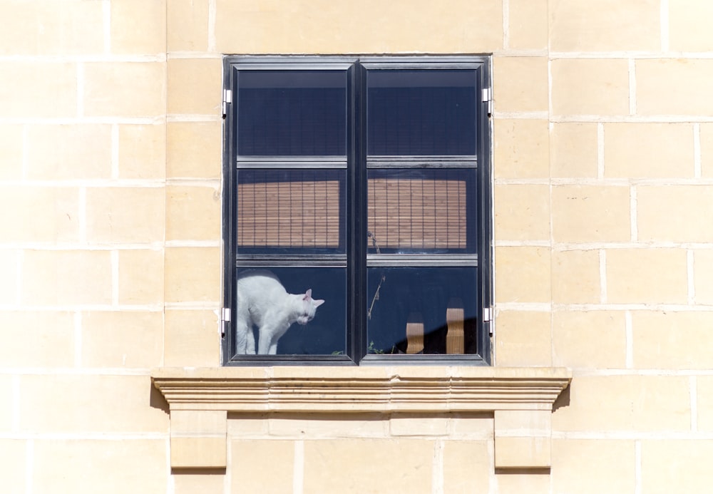 창문에 흰 고양이 사진