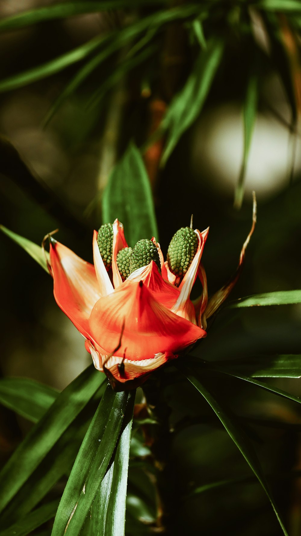 red flower