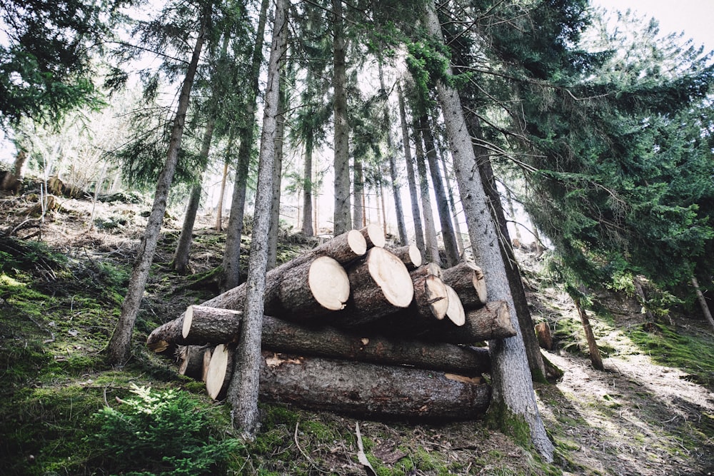 brown logs piled in hill slope