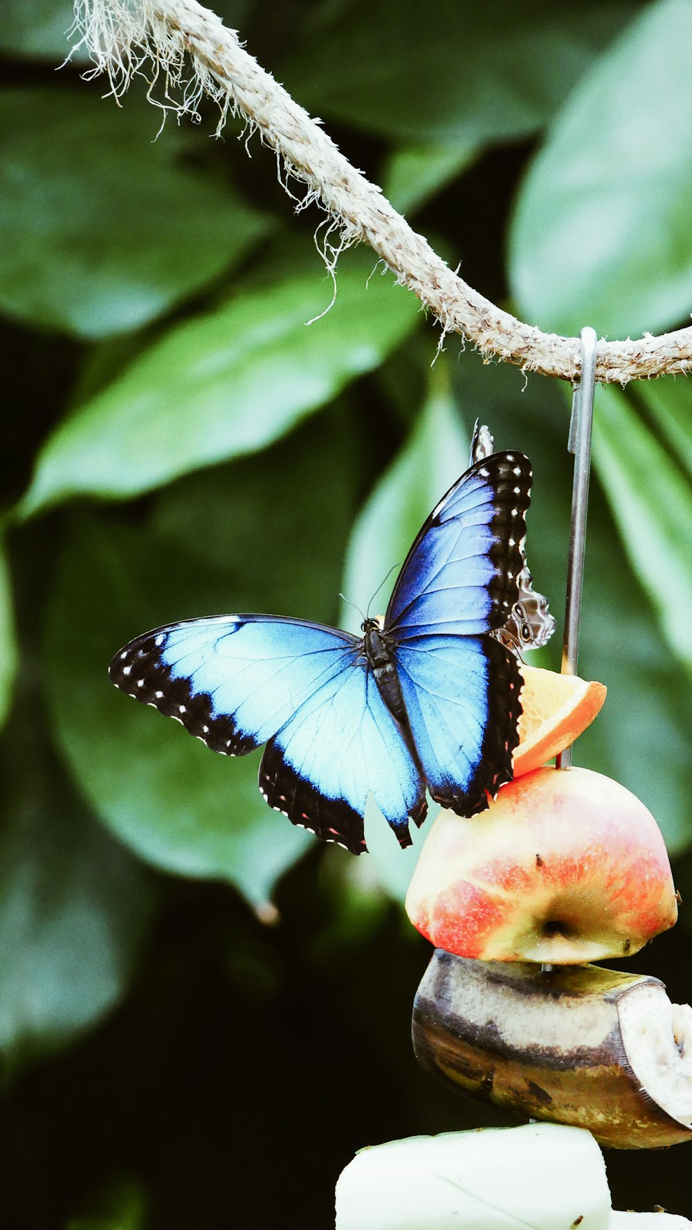 blue and black butterfly