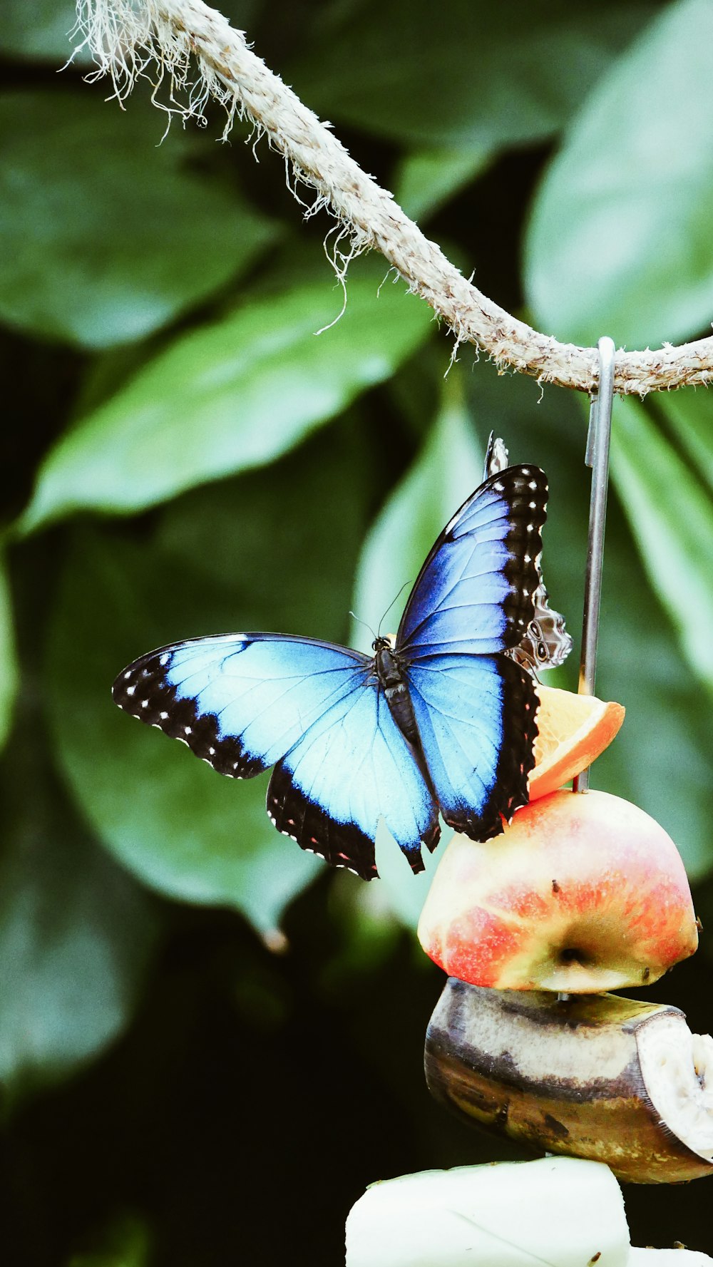 mariposa azul y negra