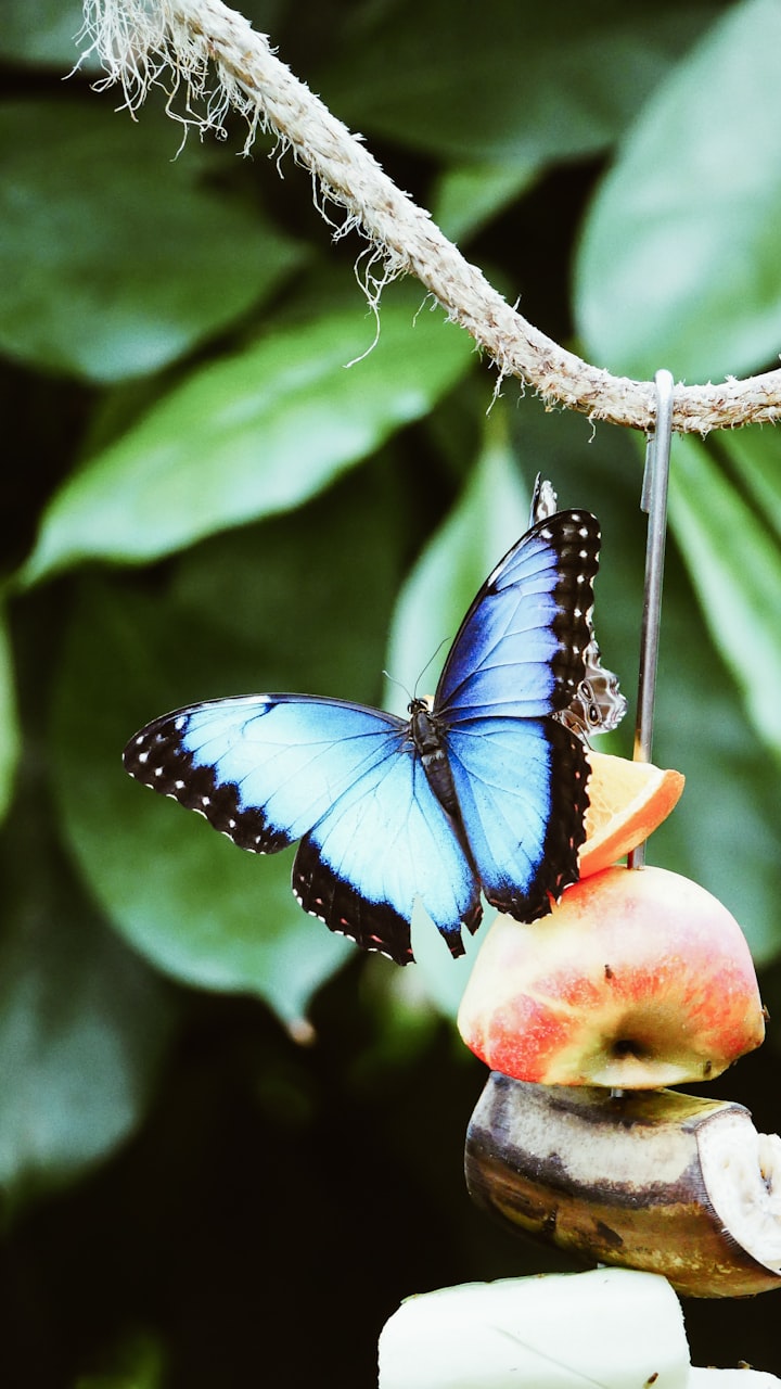 The Cyan of a Ulysses Butterfly