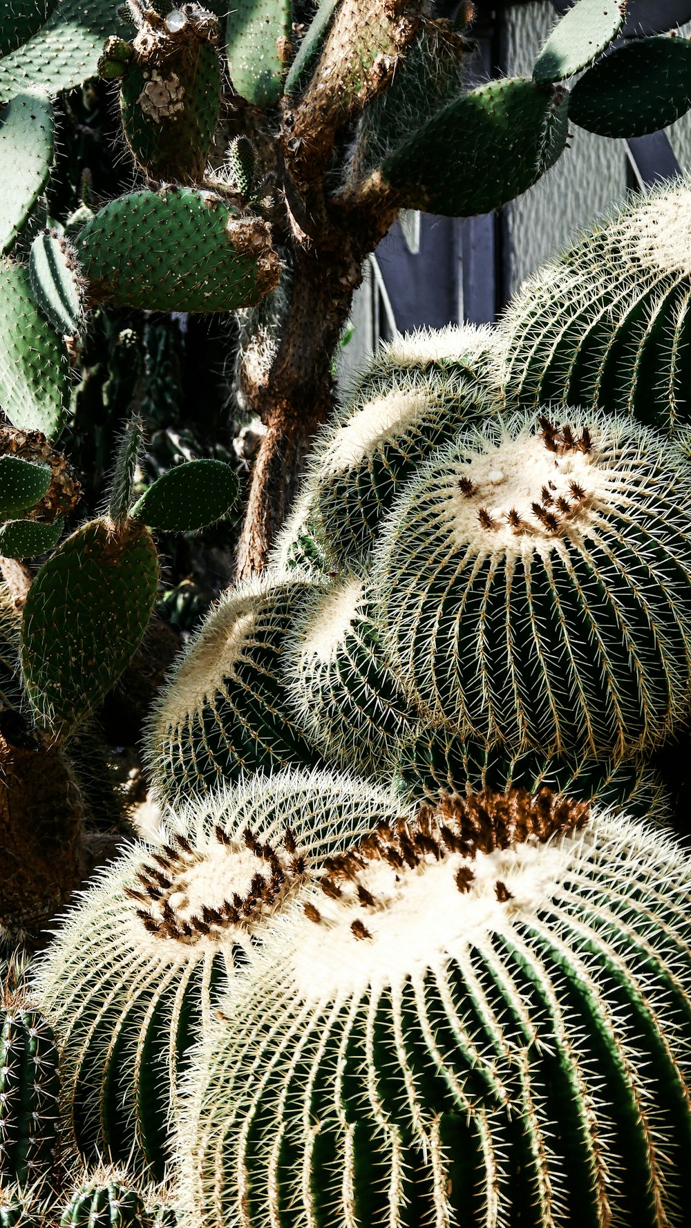 green cactus plants