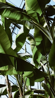 banana trees