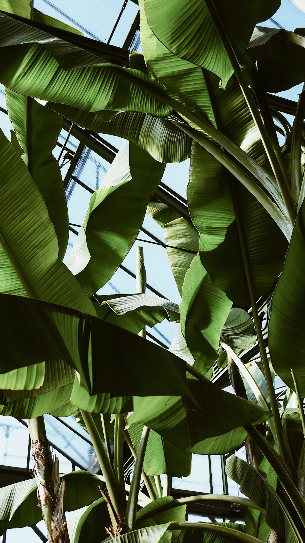Banana | 12 best free banana, plant, leaf and green photos on Unsplash