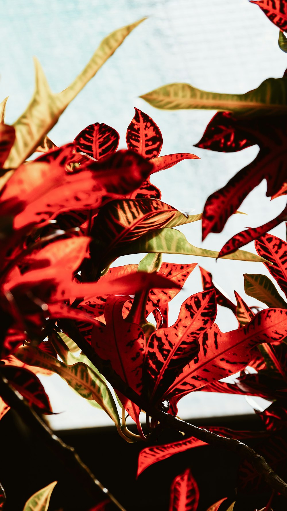 shallow focus photo of red plants