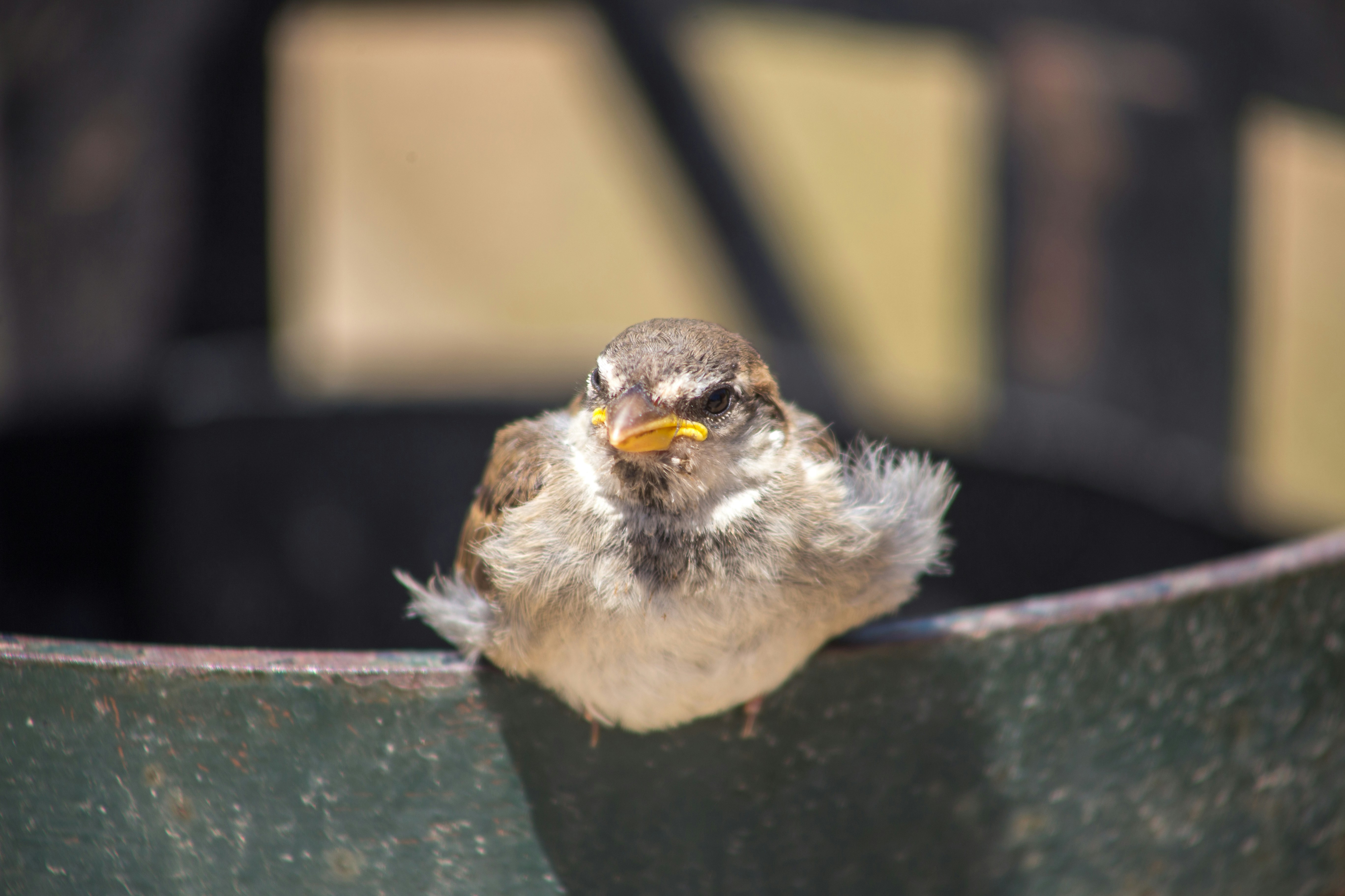 Photo by karim_manjra