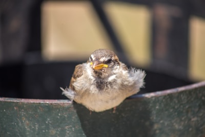 fragile comme un moineau