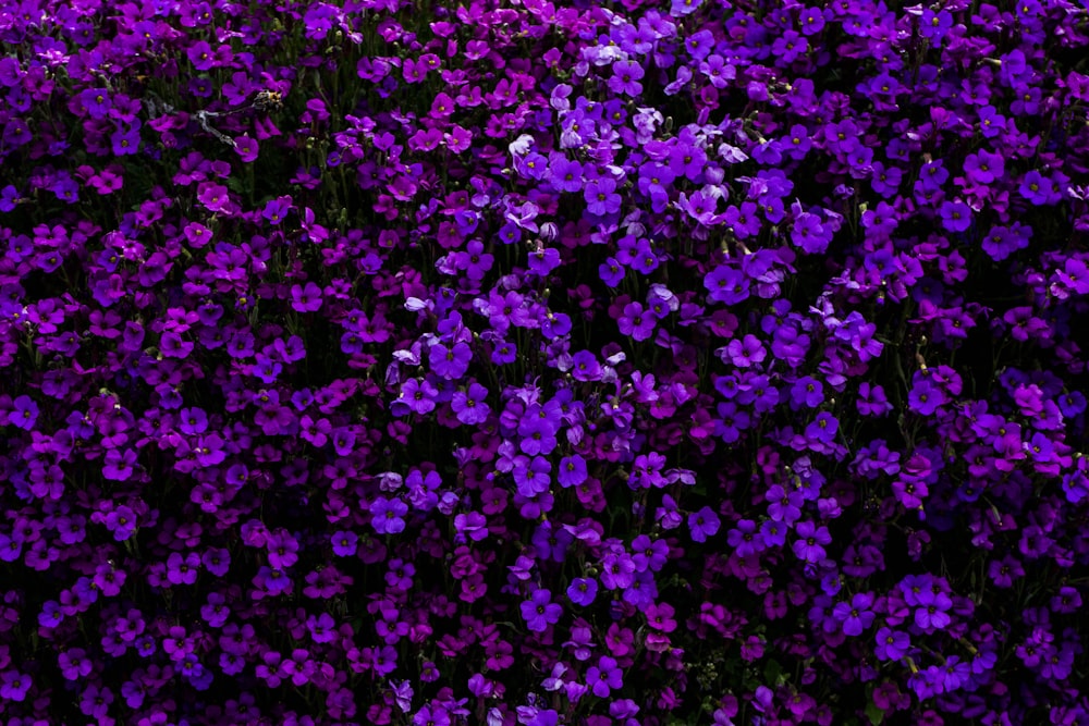 보라색 꽃이 만발한 울타리 식물