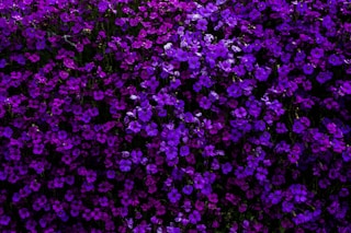 purple flowered hedge plants