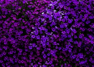 purple flowered hedge plants