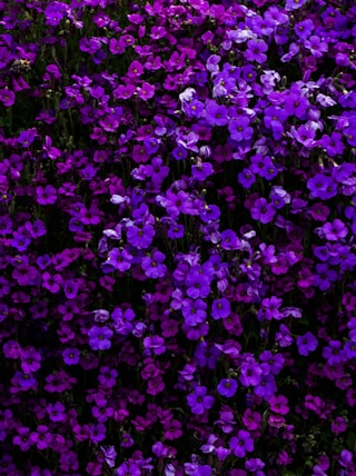 purple flowered hedge plants