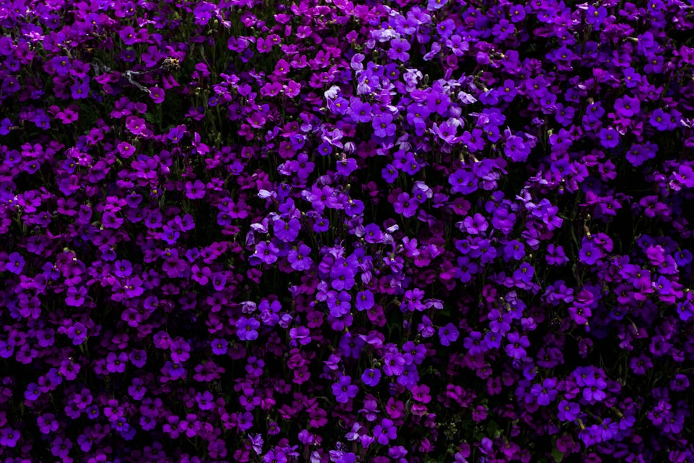 plantes de haie à fleurs violettes