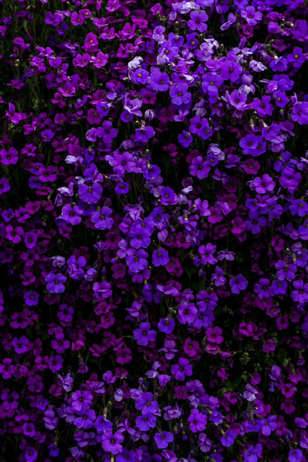 fiore dai petali viola