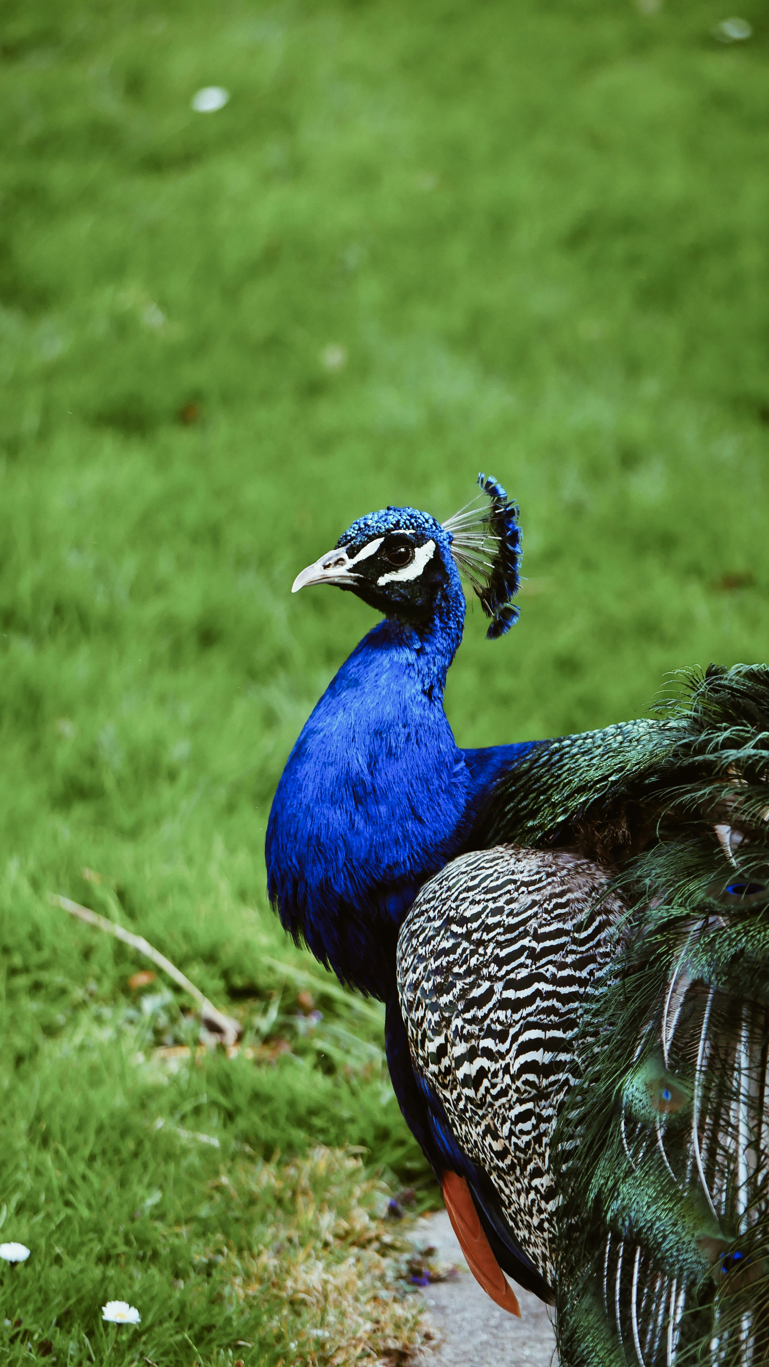 blue, black, and green peacock