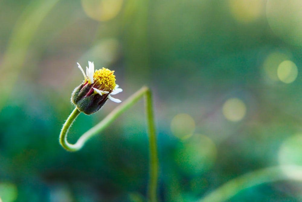 green flower bulb