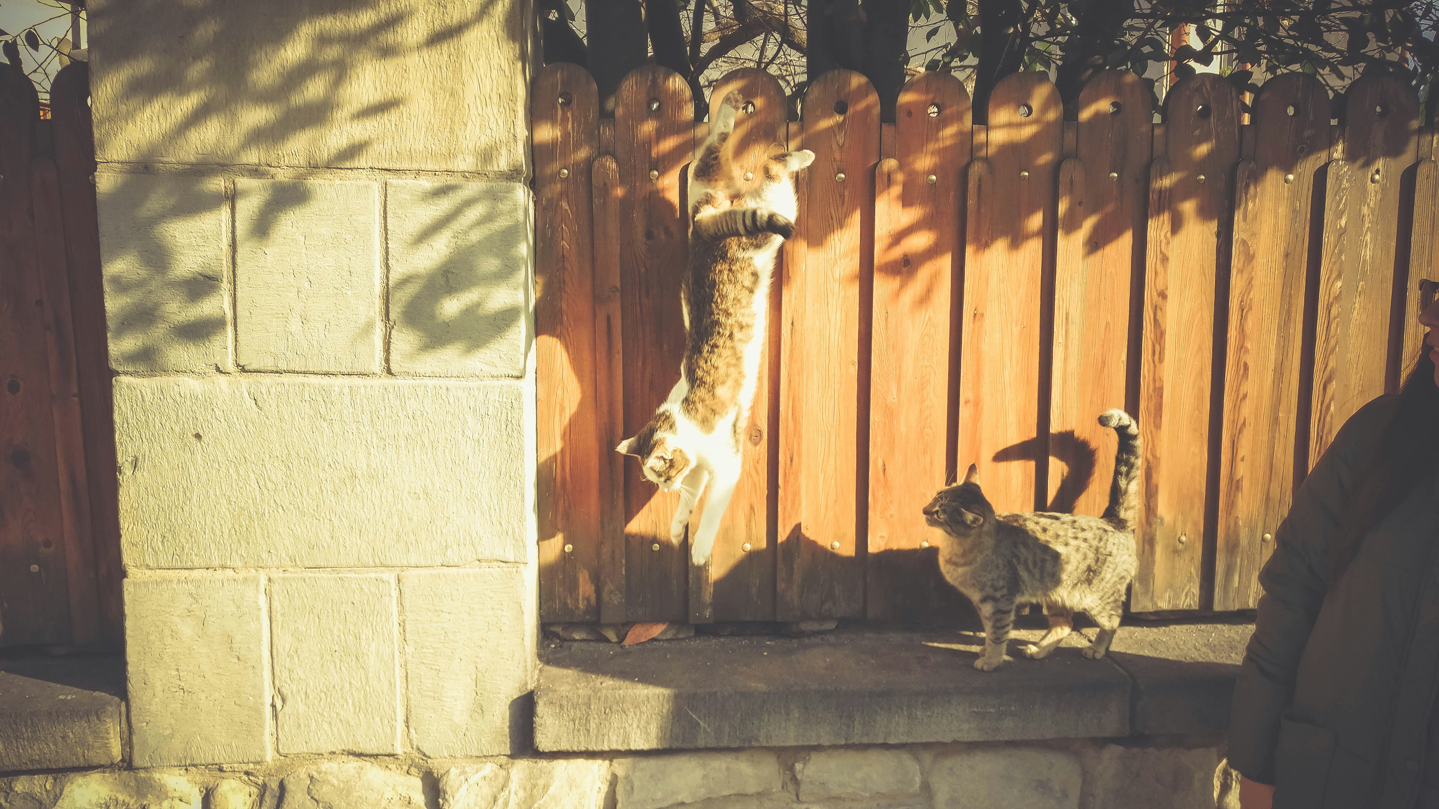 毛孩行為解密！90%飼主都不知道的秘密！