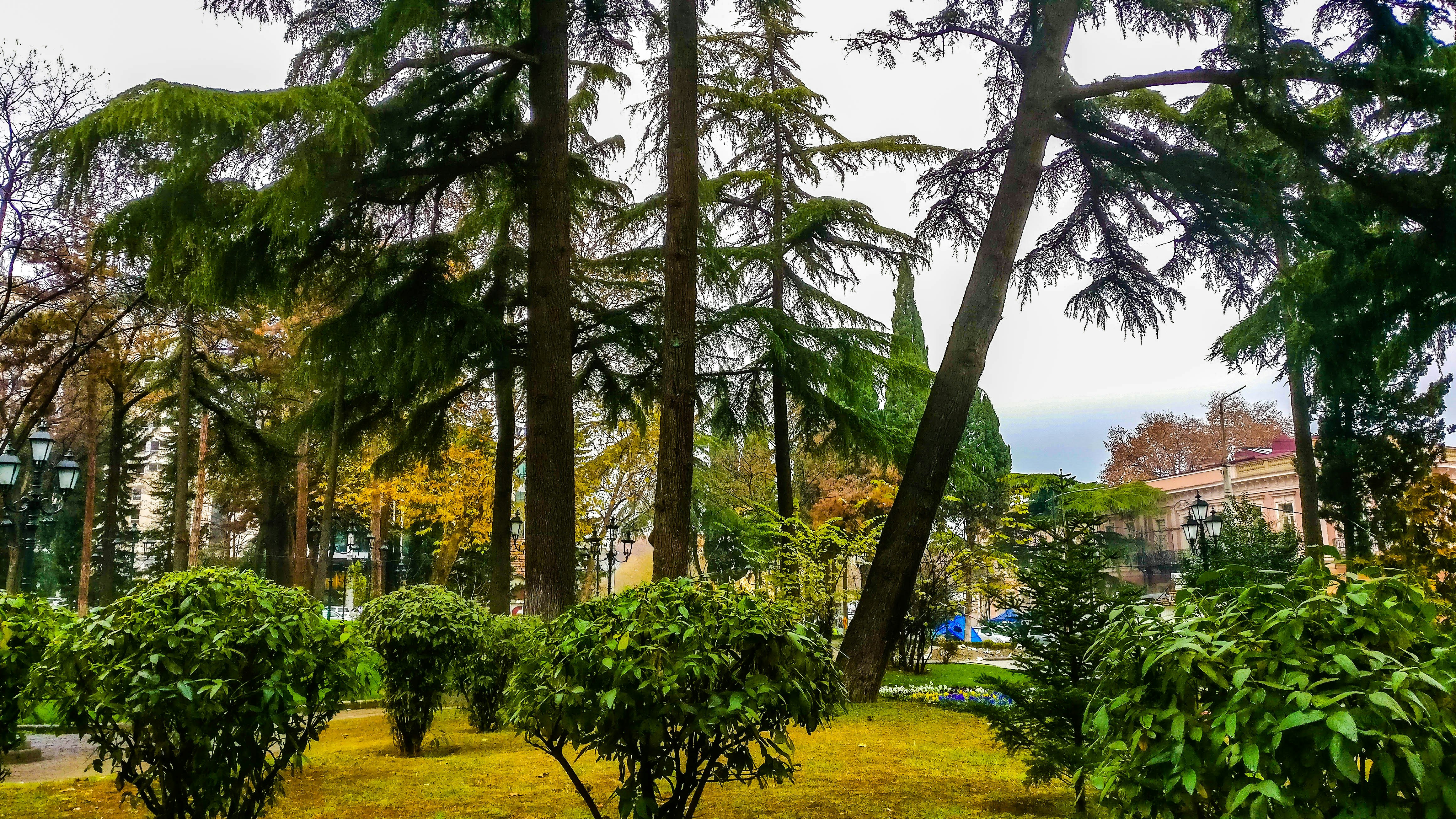 tall tress and bushes during daytime, 