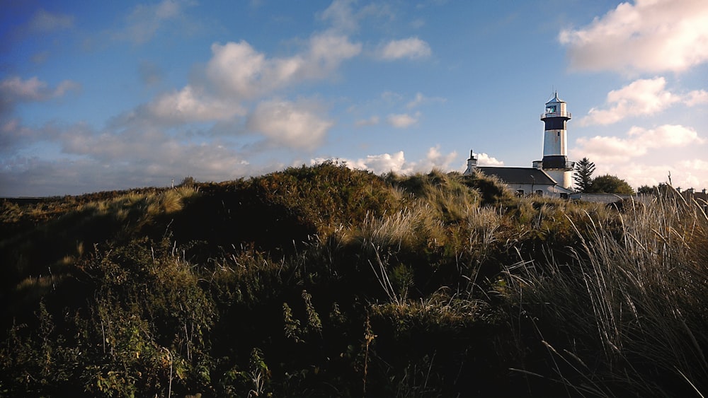 lighthouse surrounded with plants