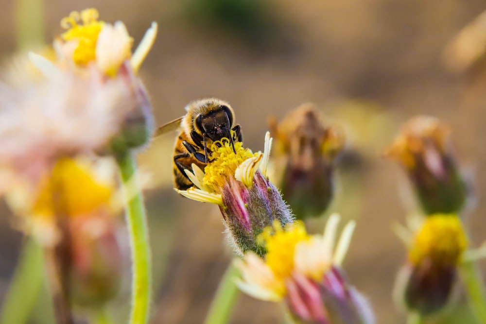 vespa marrone su fiore di margherita gialla