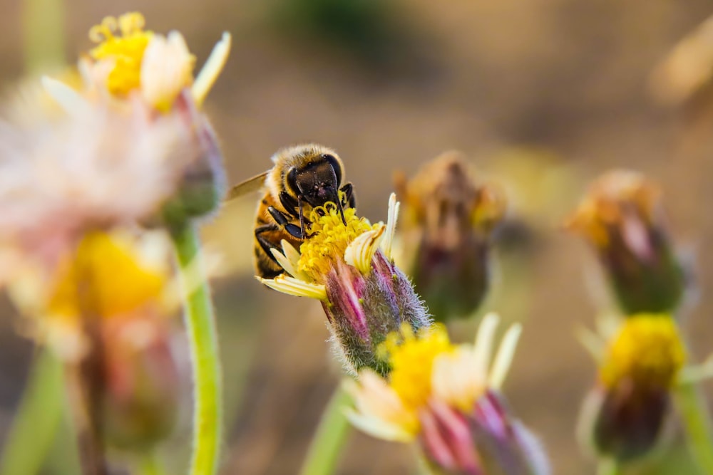 Avispa marrón en flor de margarita amarilla