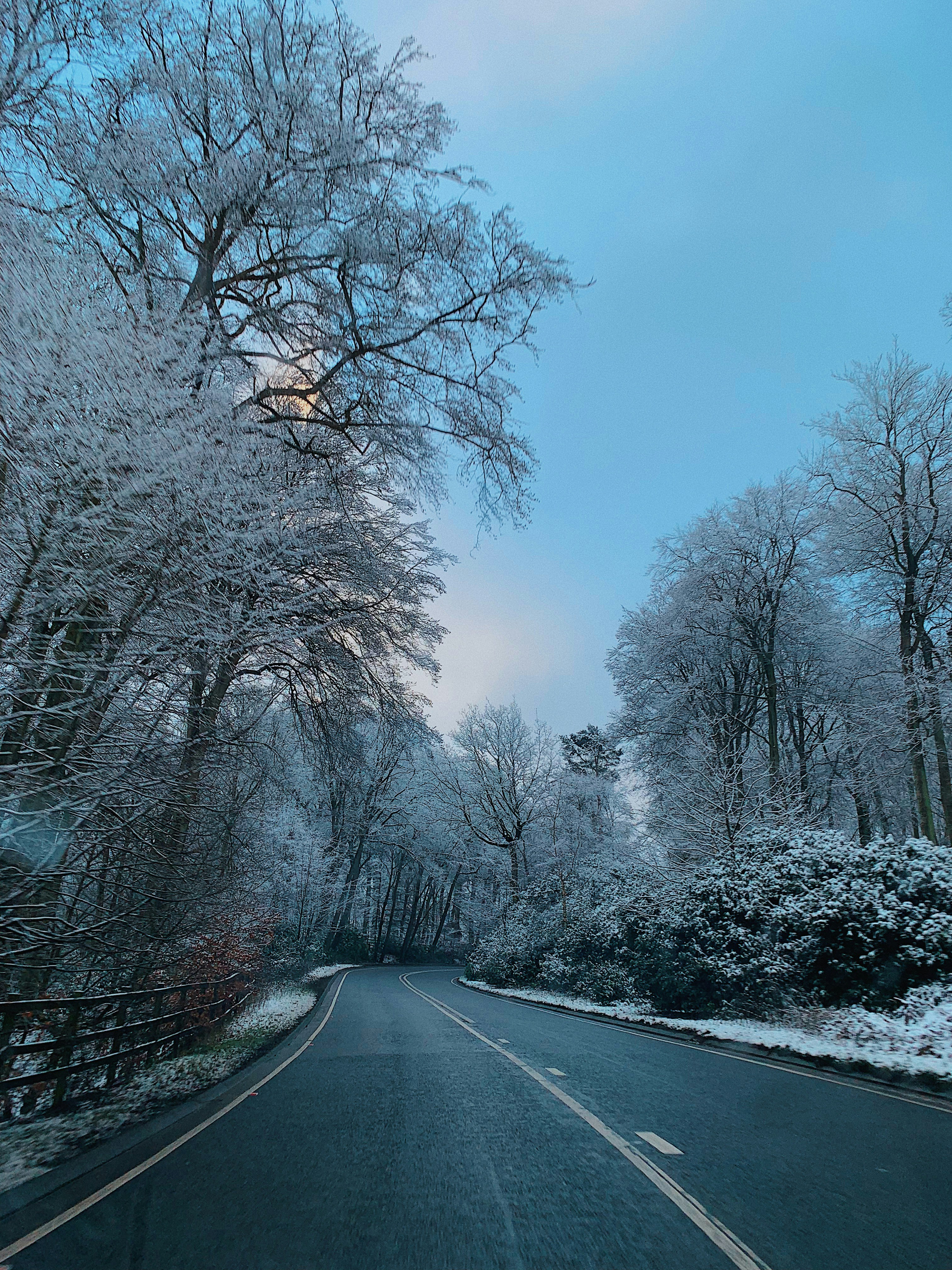 road surrounded with trees during winter